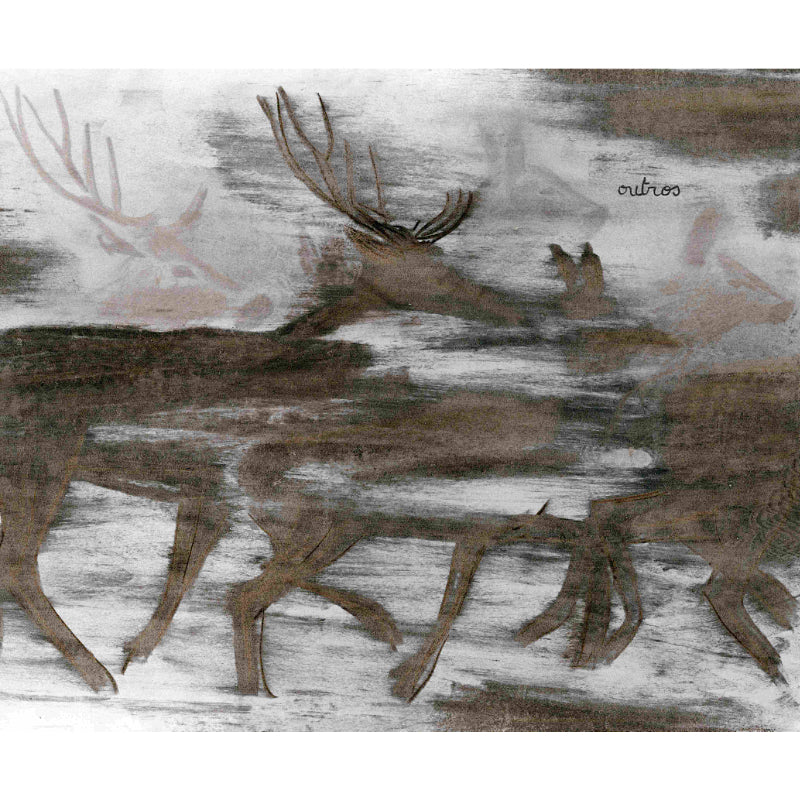 À Noite, na Floresta