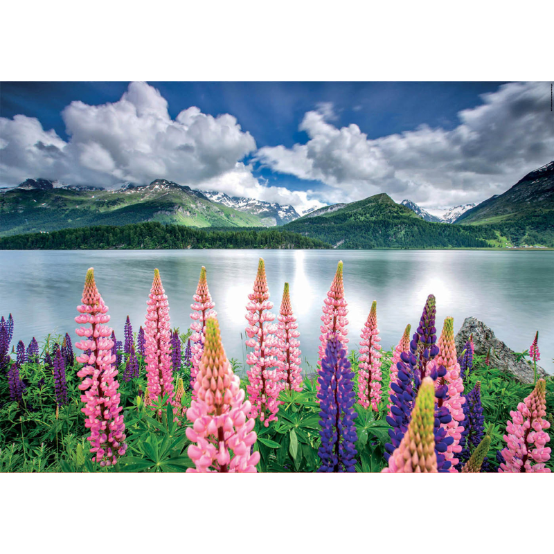 Puzzles 1500 Peças - Tremoços nas Margens do Lago Sils, Suíça